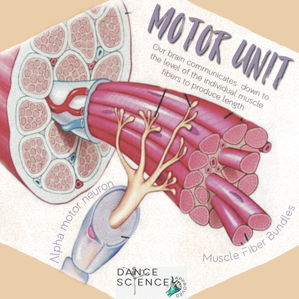 diagram of the motor unit- the alpha motor neurons and muscle fiber bundles it innervates