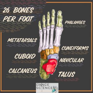 26 bones per foot, phalanges, metatarsals, cuneiforms, cuboid, navicular, talus, calcaneus, dance science approved journey to better feet